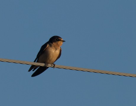 Barn Swallow, Yakutat, Alaska