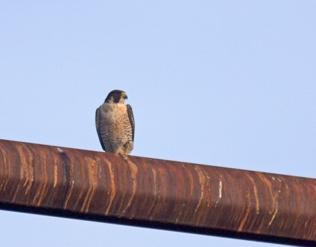 Peregrine Falcon, Tanana Lakes, Fairbanks