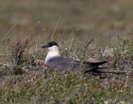 Long-tailed Jaeger on Nest, Denali Highway