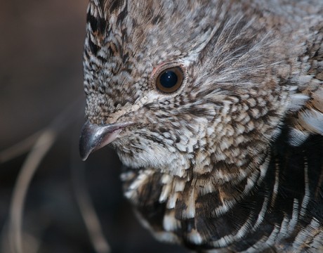 Ruffed Grouse Closeup, Creamer's Refuge, Fairbanks