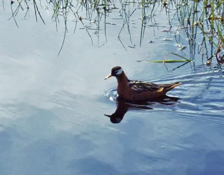 Red Phalarope, Barrow, Alaska