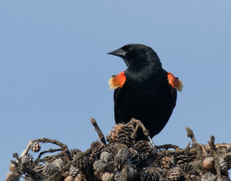 Red-winged Blackbird Male, Peat Ponds, Fairbanks