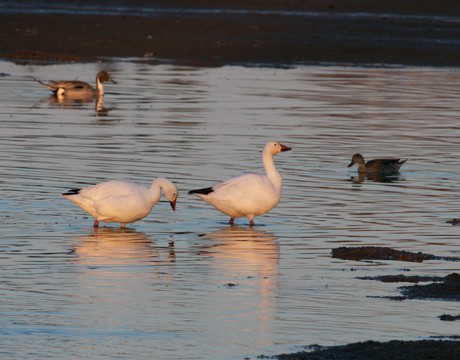 Snow Geese, Creamer's Field, Fairbanks