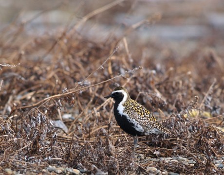 Pacific Golden Plover, Gambell, St. Lawrence Island