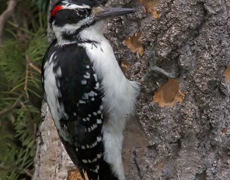 Male Hairy Woodpecker, Fairbanks