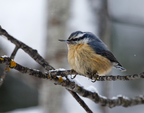 Red-breasted Nuthatch, Fairbanks