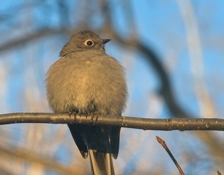 Townsend's Solitaire, Fairbanks