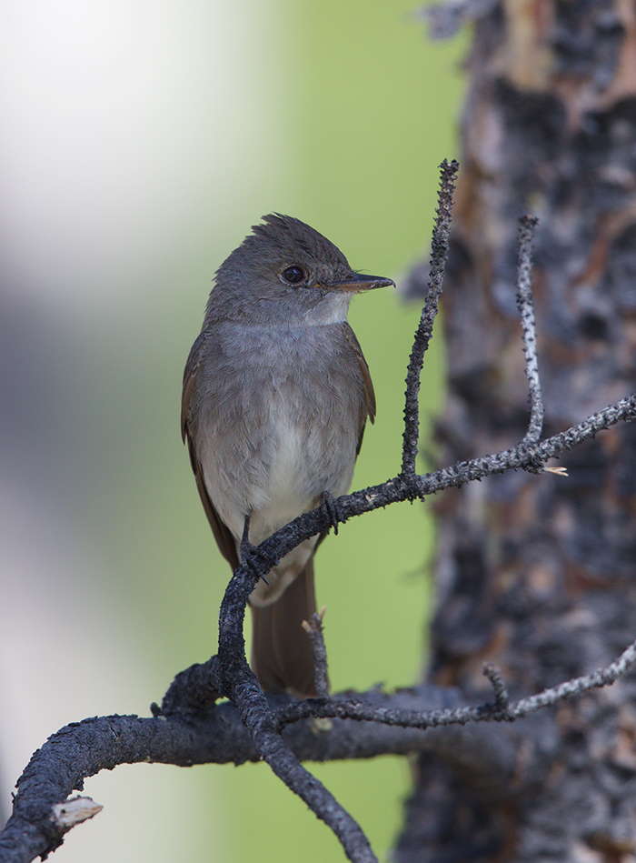 Western Wood-Pewee, Farmer's Loop Road, Fairbanks