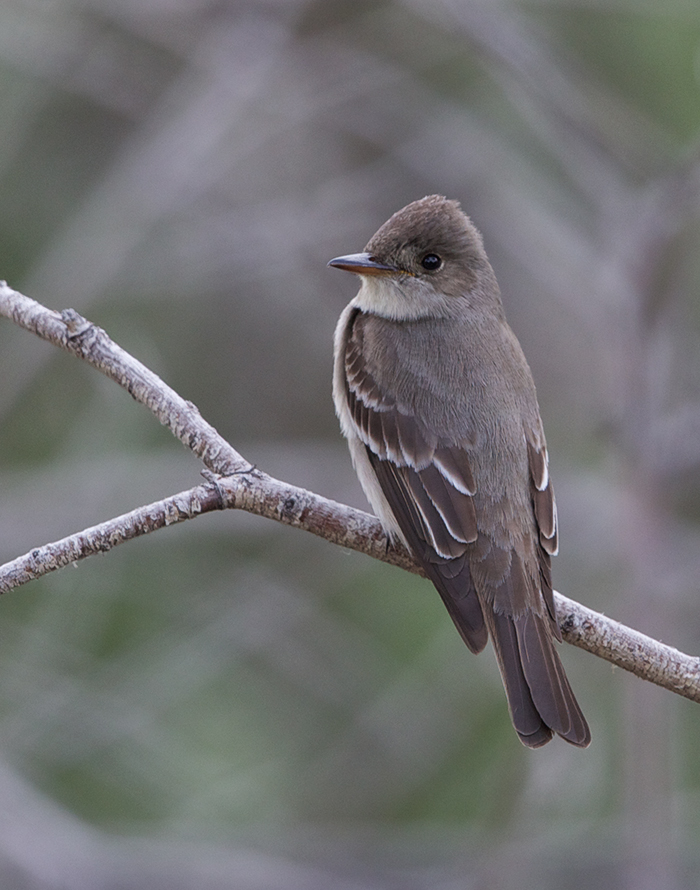 Western Wood-Pewee, Creamer's Refuge, Fairbanks