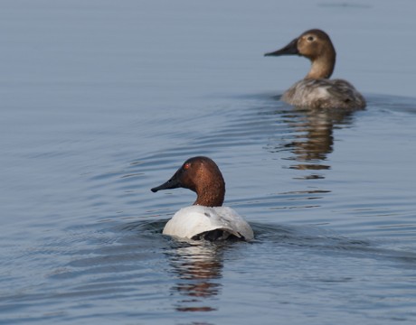 Canvasback, Airport Ponds, Fairbanks