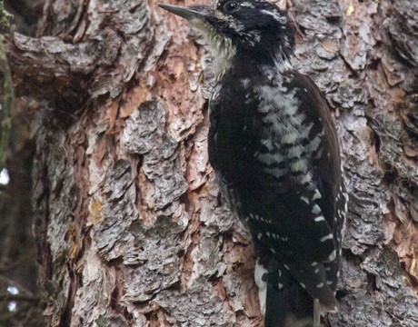 American Three-toed Woodpecker, Upper Chena River Valley