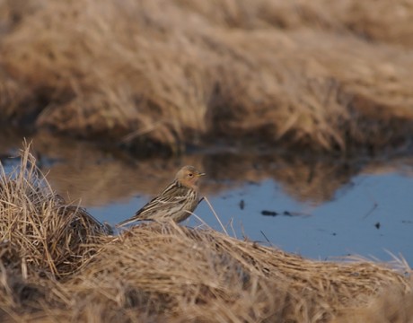 Red-throated Pipit, Gambell, St. Lawrence Island, Alaska
