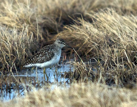 Wood Sandpiper, Gambell, St. Lawrence Island