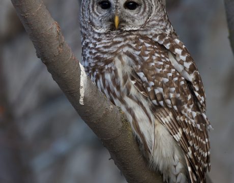 Barred Owl, Bois, Idaho