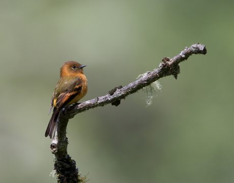 Cinnamon Flycatcher, Menu Road, Peru