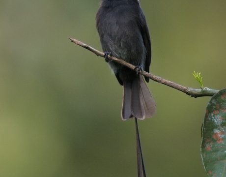 Long-tailed Tyrant, Costa Rica