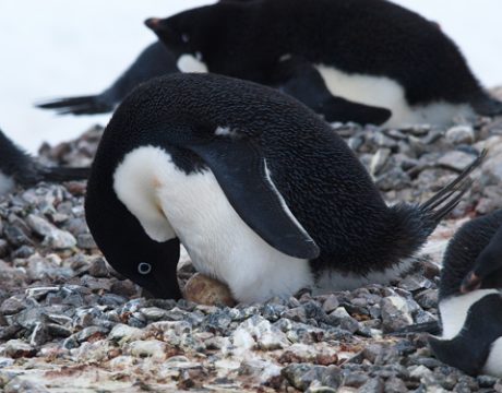 Adélie Penguin with Egg, Yarlour Islands, Antarctic Peninsula