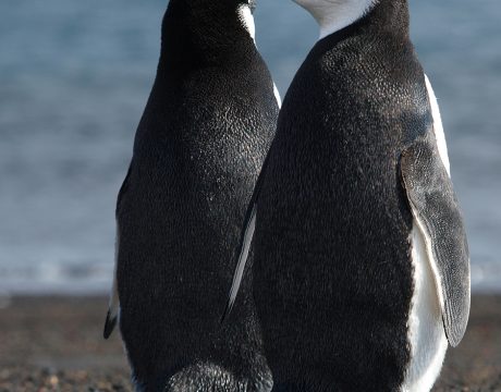 Chinstrap Penguin, Deception Island, South Shetland Islands, Southern Ocean