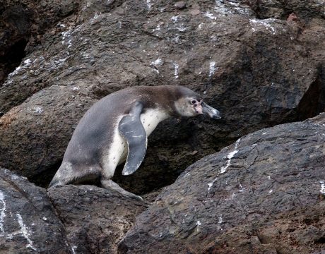 Humboldt Penguin, Pucasana Island, Peru