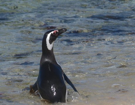 Magellanic Penguin, Near Stanley, Falkland Islands