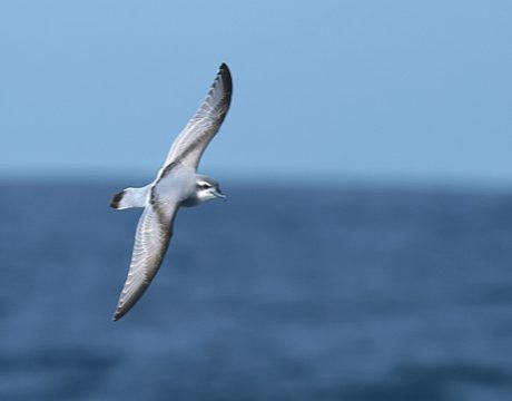 Antarctic Prion, South Orkney Islands, Southern Ocean