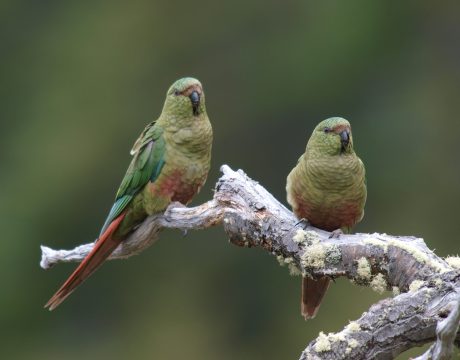 Austral Parakeets, Tierra del Fuego, Argentina