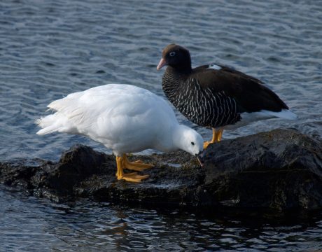 Male (L) and Female (R) Kelp Goose, Tierra del Fuego National Park, Argentina