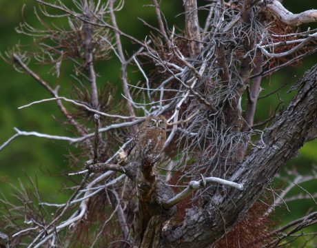 Austral Pygmy-Owl, Tierra del Fuego National Park, Argentina