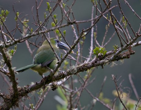 Blue-banded Toucanet, West Slope of the Andes, Peru