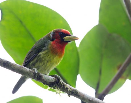 Red-headed Barbet, Ecuador