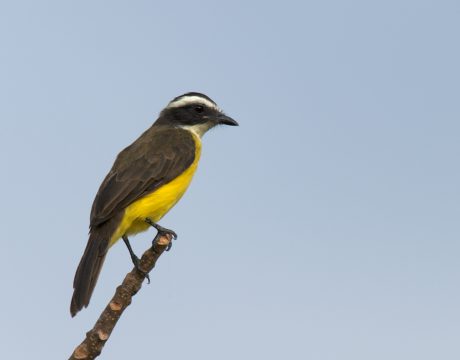 Social Flycatcher, Costa Rica