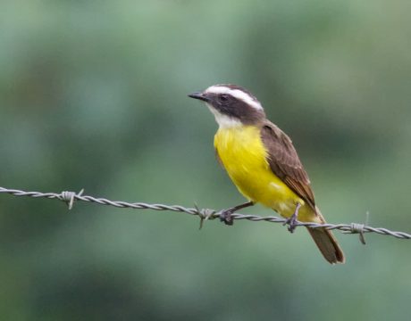Rusty-margined Flycatcher, Southern Ecuador