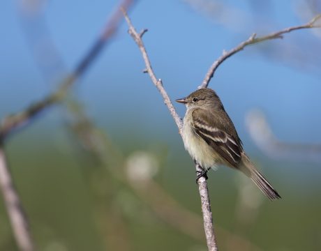 Alder Flycatcher, Creamer's Refuge, Fairbanks