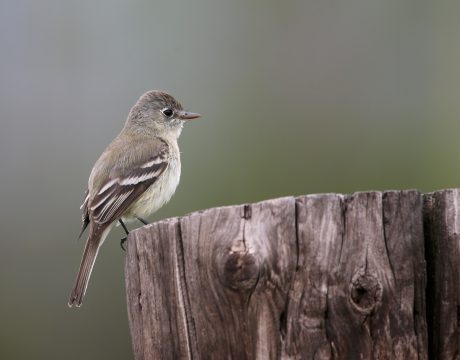 Pacific Slope Flycatcher, Pinnacles National Park, California