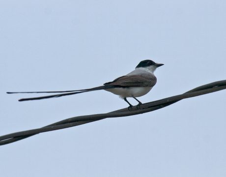 Fork-tailed Flycatcher, Oaxaca, Mexico