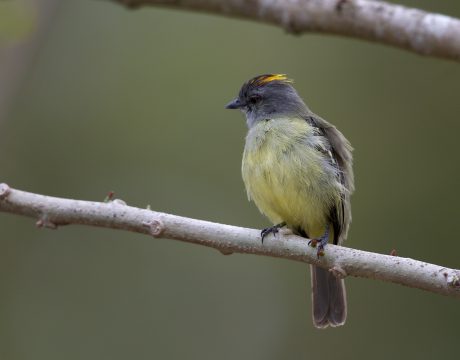 Yellow-crowned Tyrannulet, Darien Province, Panama