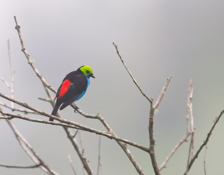 Paradise Tanager, Southern Ecuador