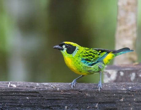 Green-and-Gold Tanager, Southern Ecuador