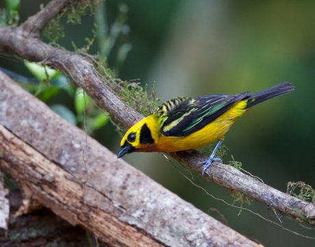 Golden Tanager, Peru