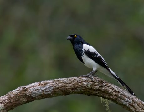 Magpie Tanager, Southern Ecuador