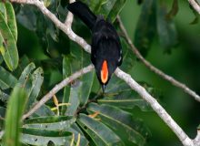 Flame-crested Tanager, Amazon Basin, Ecuador