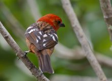 Male Flame-colored Tanager, Panama