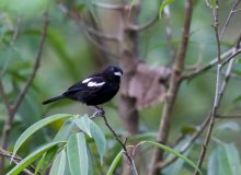 White-shouldered Tanager Male, Panama