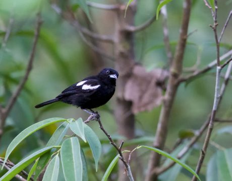 White-shouldered Tanager Male, Panama
