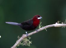 Silver-beaked Tanager, Pantanal, Brazil