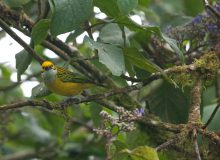 Silver-throated Tanager, Ecuador