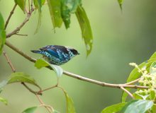 Beryl-spangled Tanager, Eastern Slope of Andes, Peru