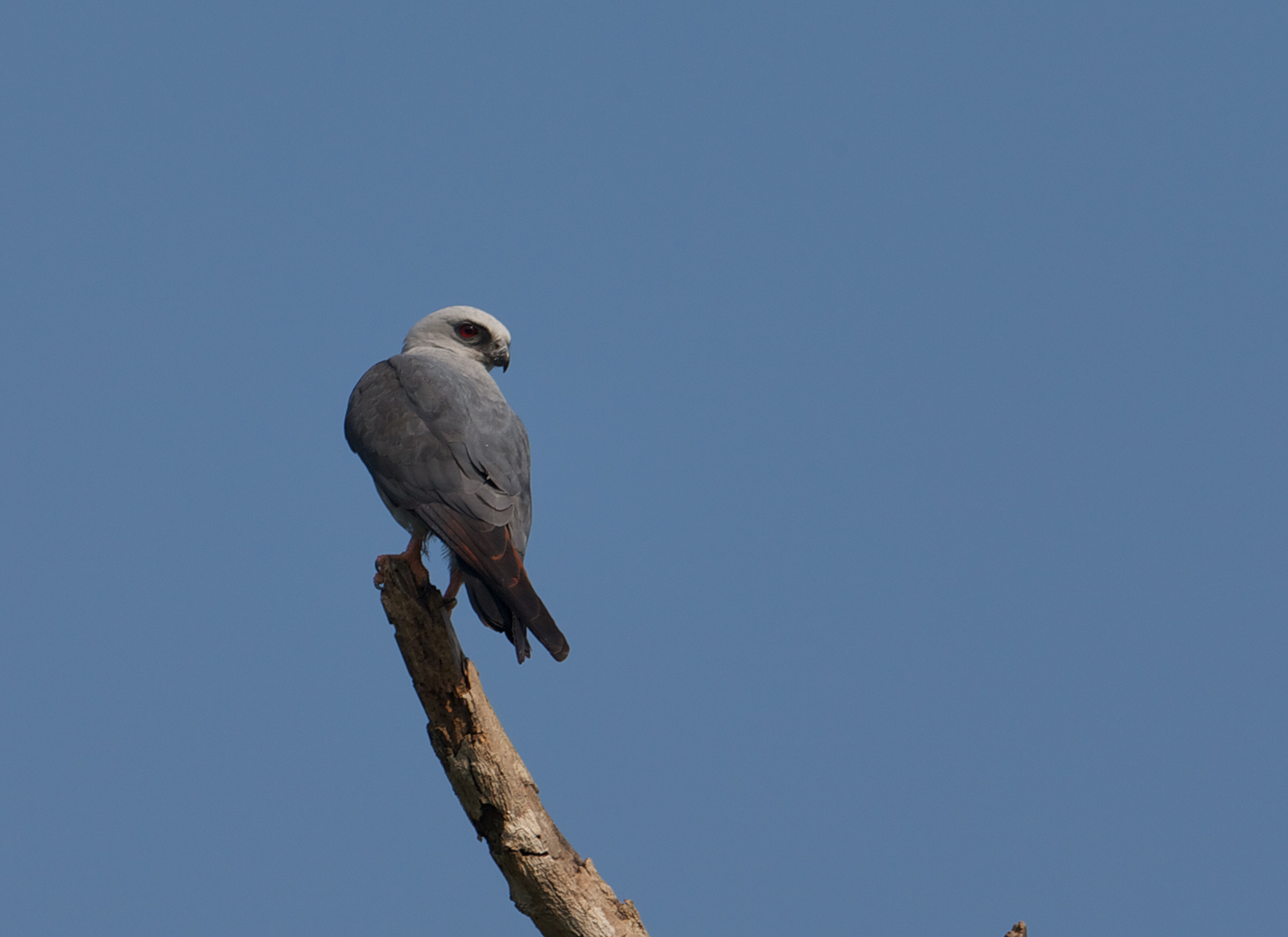 Plumbeous Kite : The Mudflats | Interesting Things From The Upper Left ...