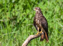 Female Snail Kite, Peruvian Amazon Basin