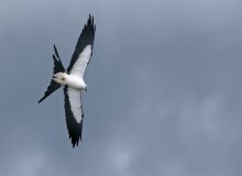 Swallow-tailed Kite, Ecuador